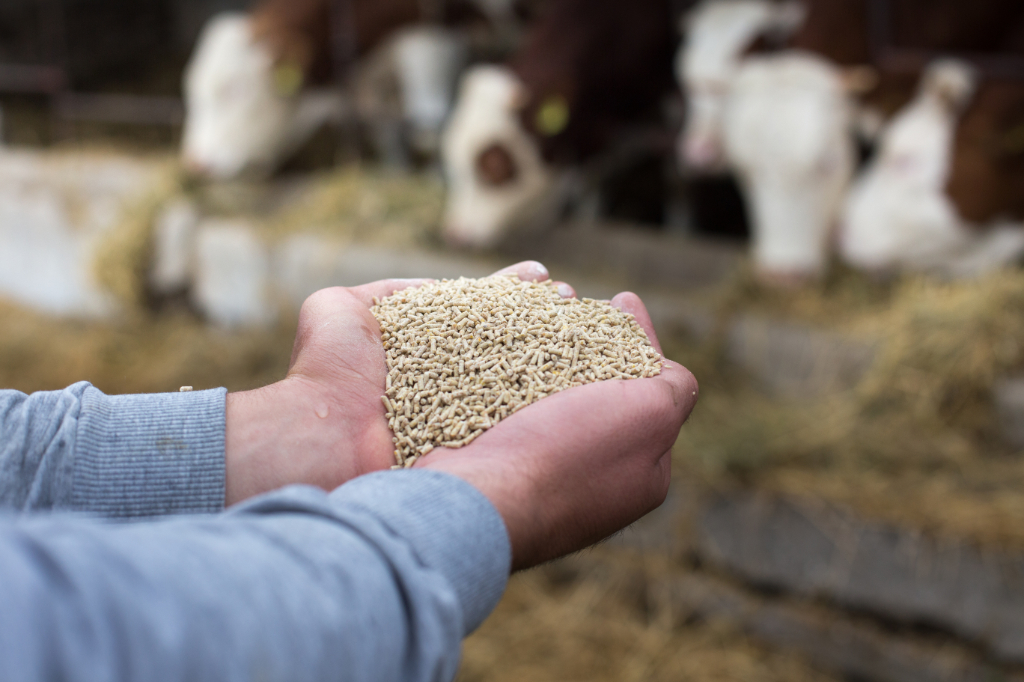 Feed farmer cows granules