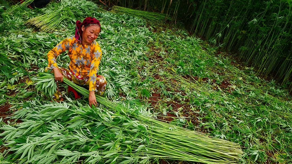 hemp-vietnam